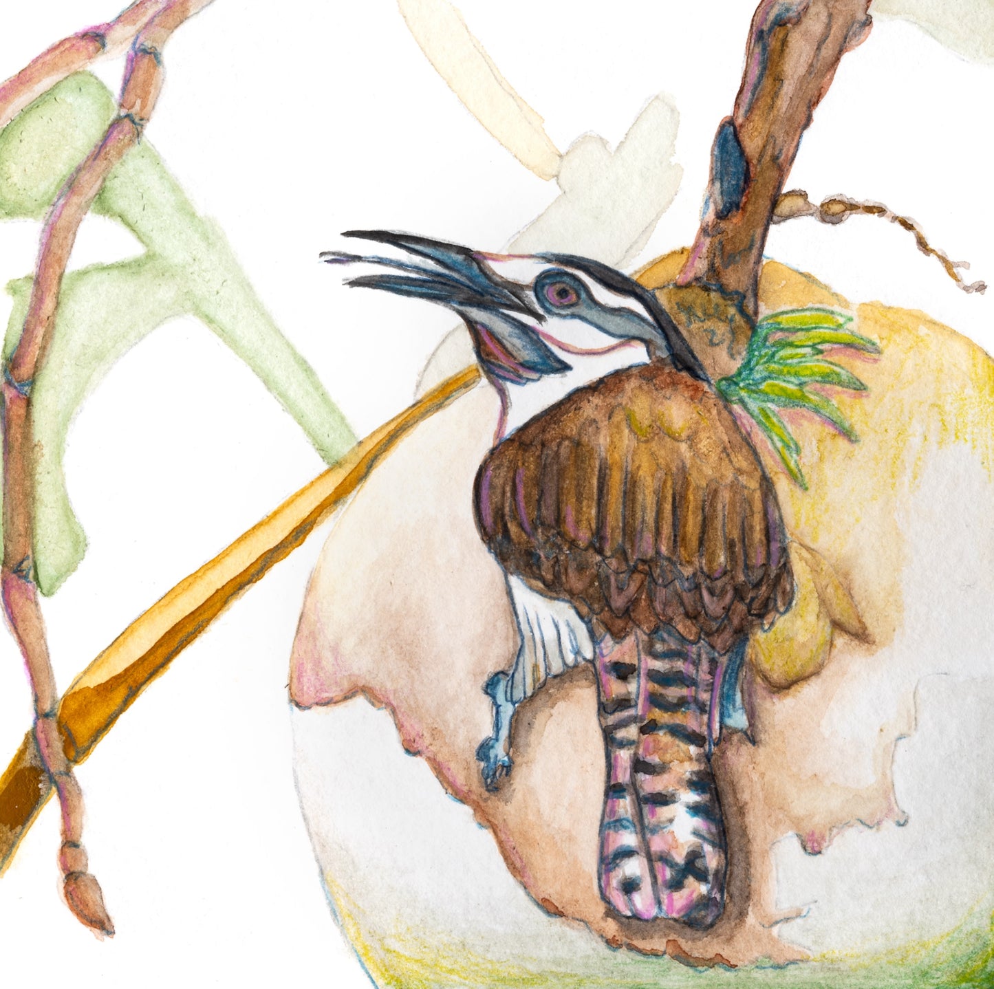 Bird Collection