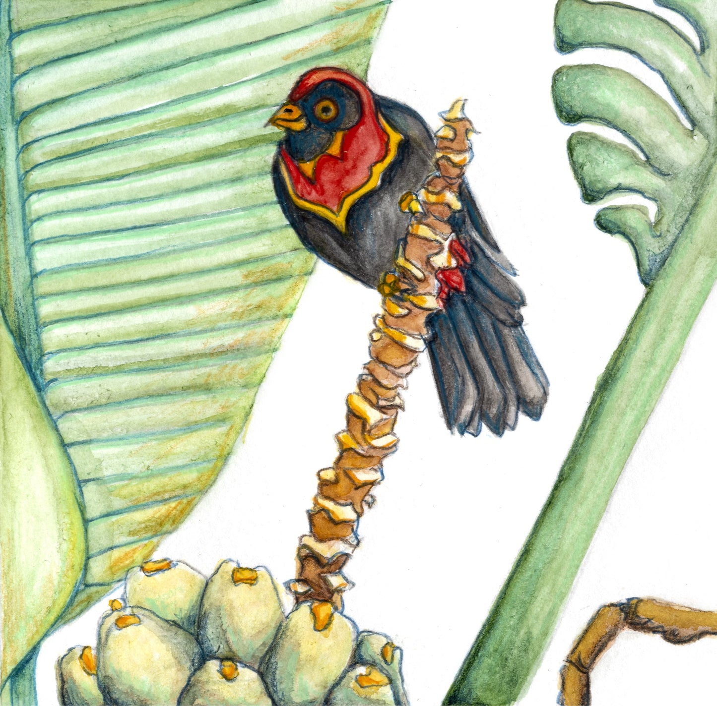 Bird Collection