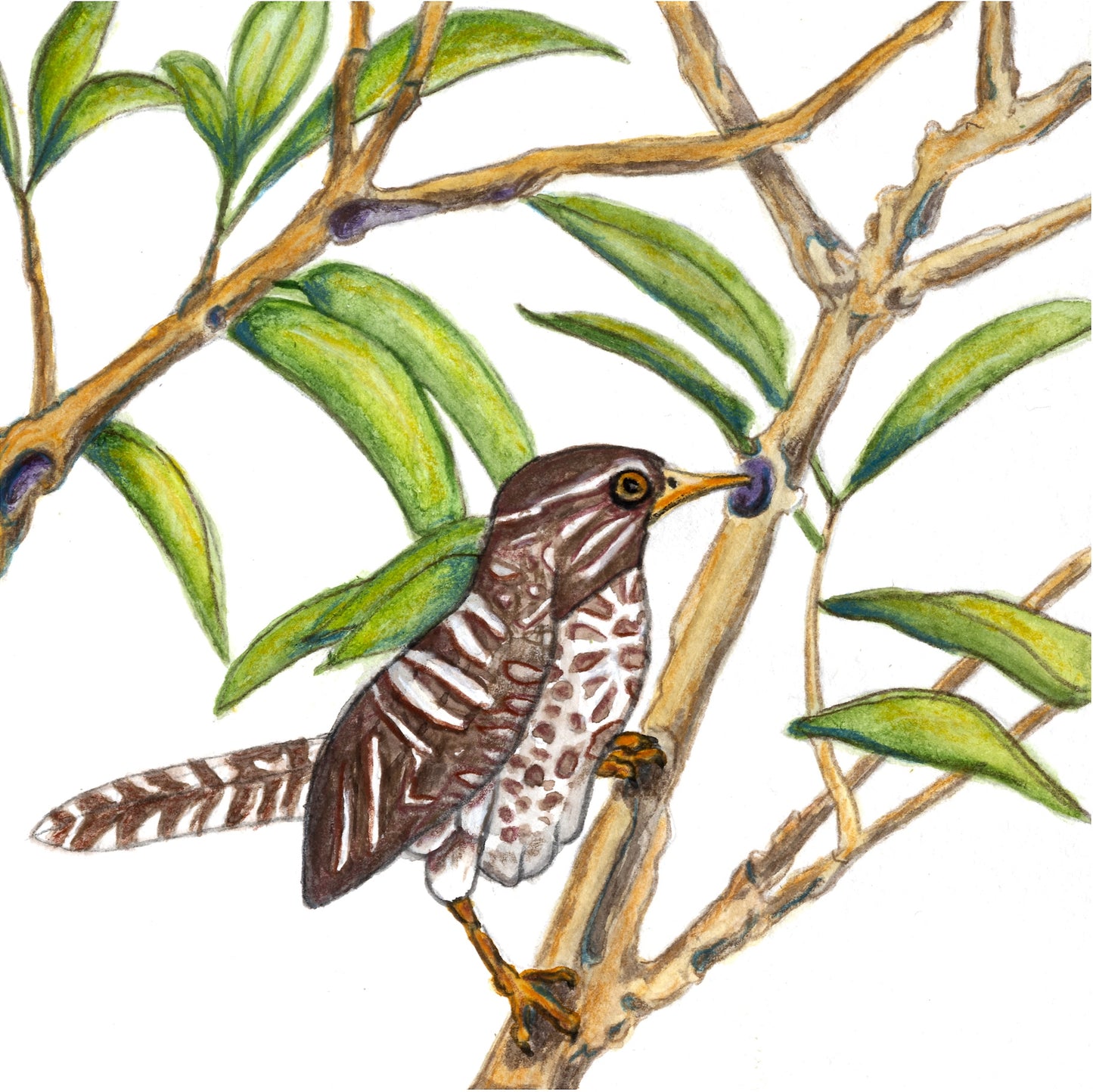 Bird Collection
