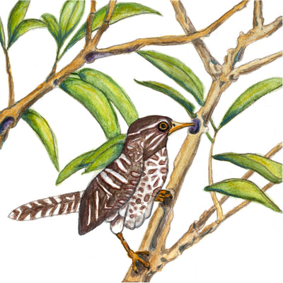 Bird Seven