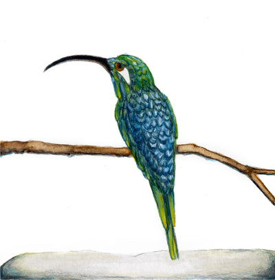 Bird Eight