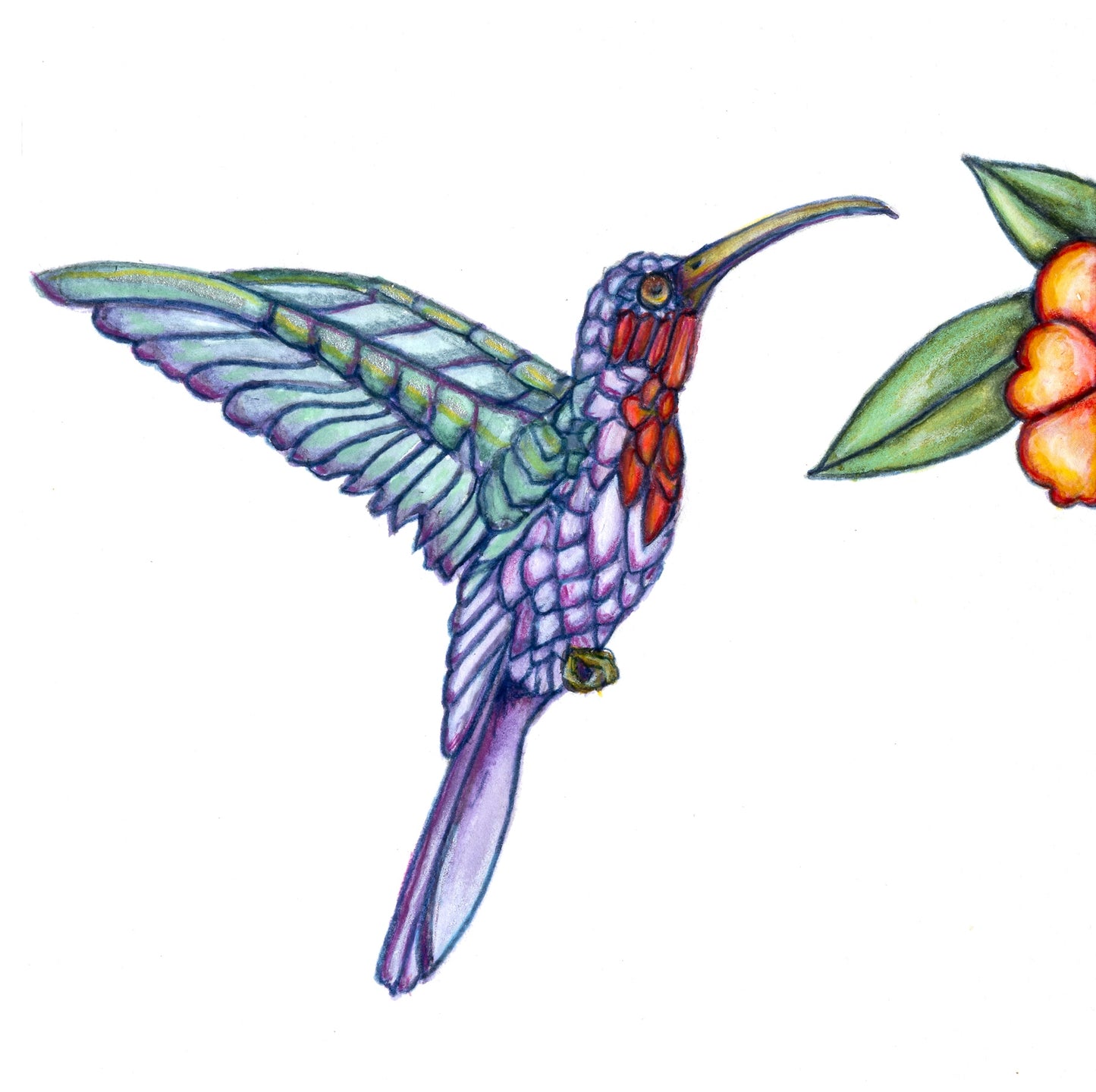 Bird Collection